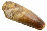 Fossil Spinosaurus Tooth - Robust Tooth #362831-1